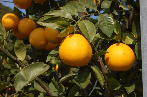 Ehime Kawachi Bankan Candied Zest - Image 2