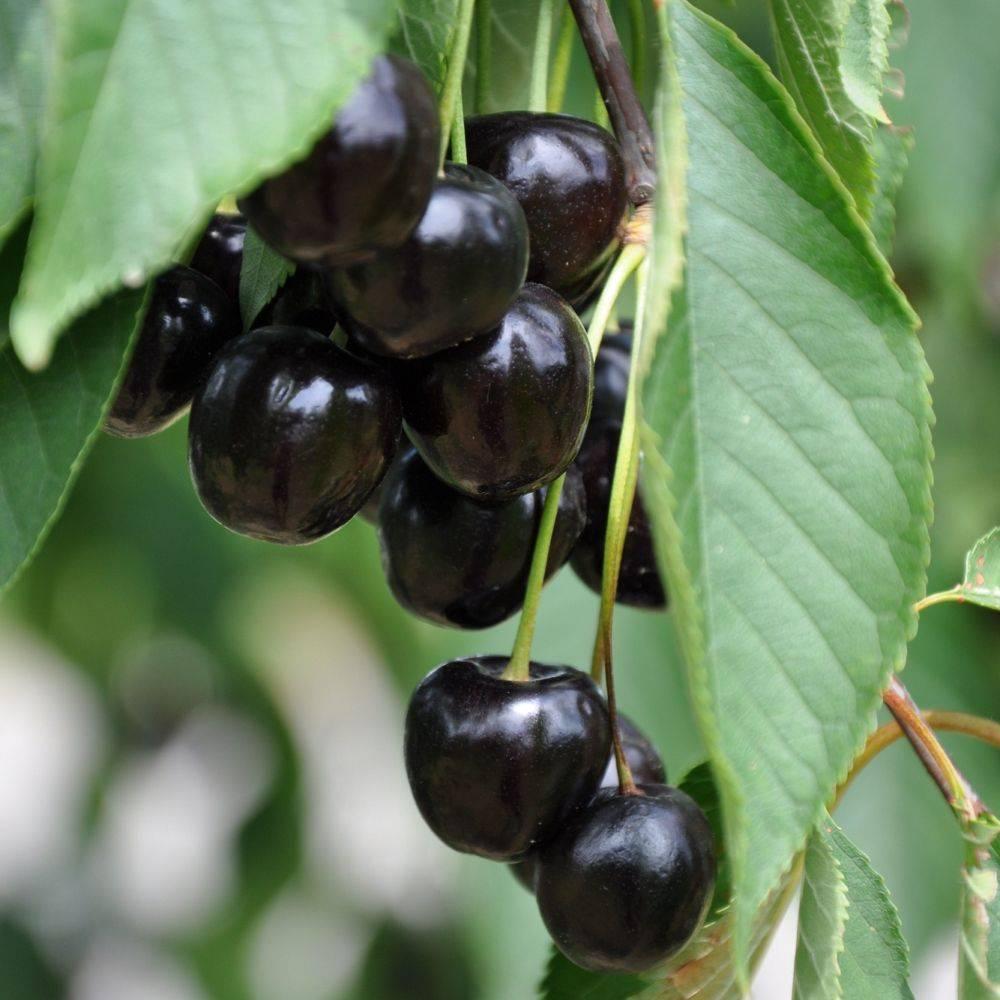Provence Meched Black Cherry Jam - Image 2