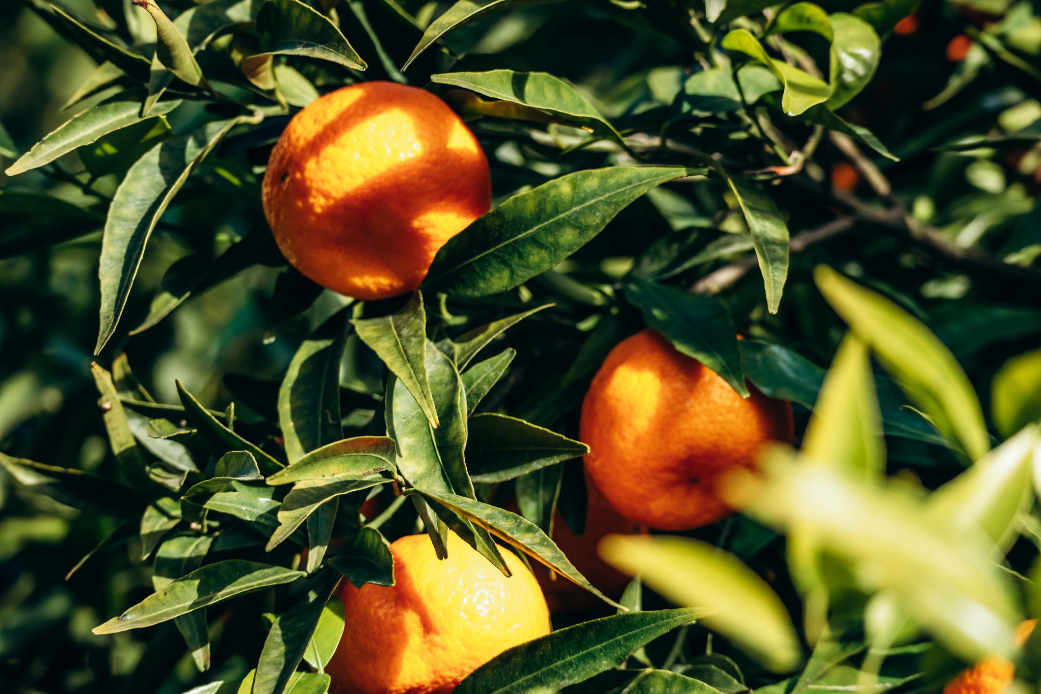 Menton Mandarin Jam - Image 2