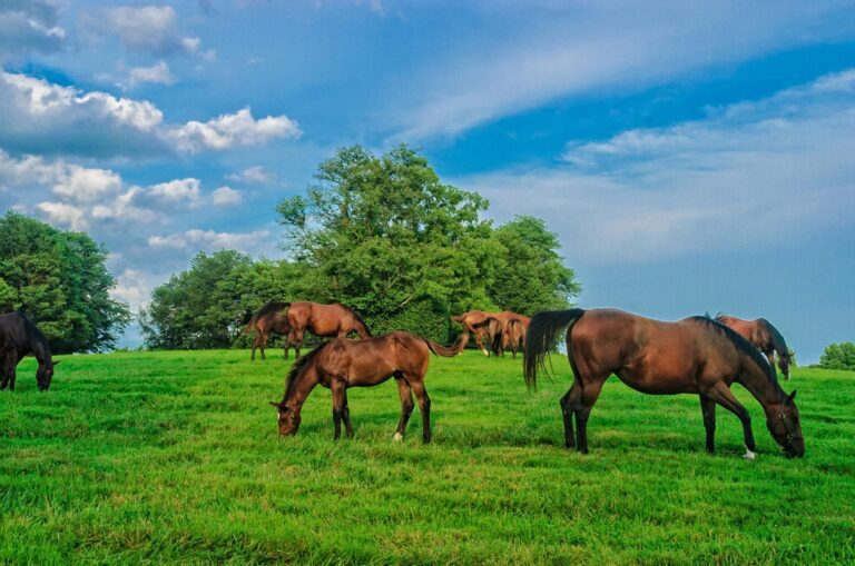 Lexington KY Horse2