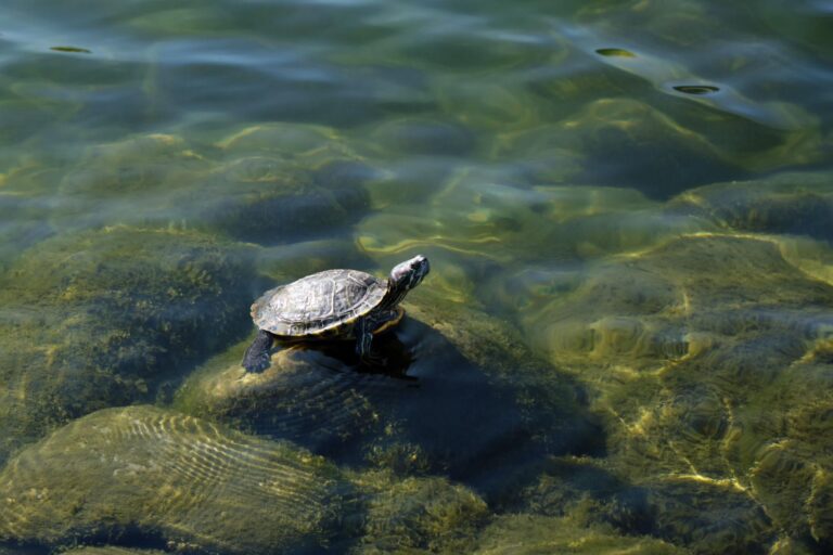 Turtle