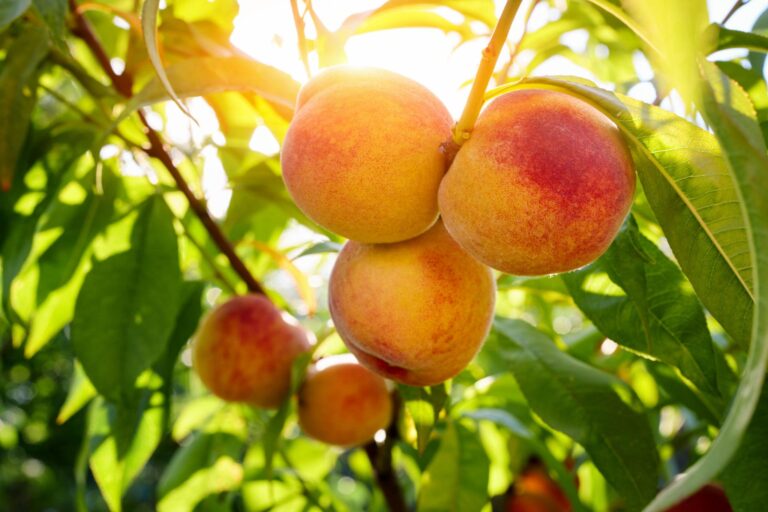 Peach in Sun